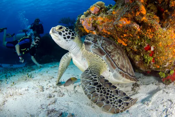 Registrando a fauna marinha em ilhas isoladas com fotografia subaquática