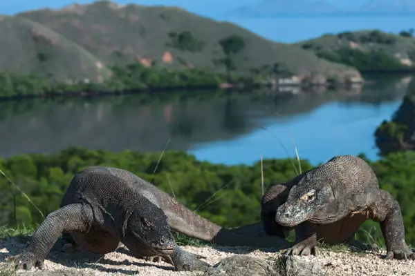 Como chegar de veleiro e conhecer as Ilhas Komodo e seus dragões
