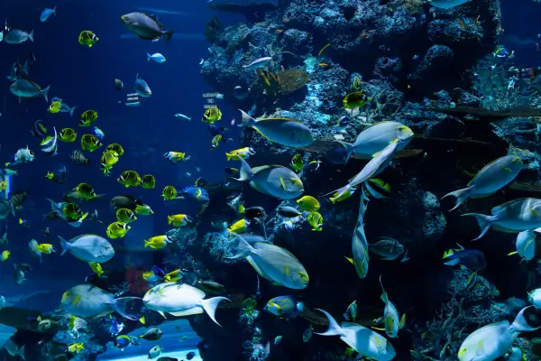 Vida Selvagem Marinha Preservada nas Ilhas Seychelles